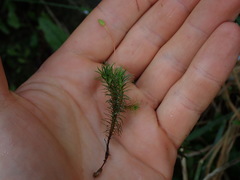 Polytrichadelphus magellanicus