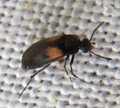 Anaspis fasciata