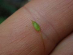 Polytrichadelphus magellanicus