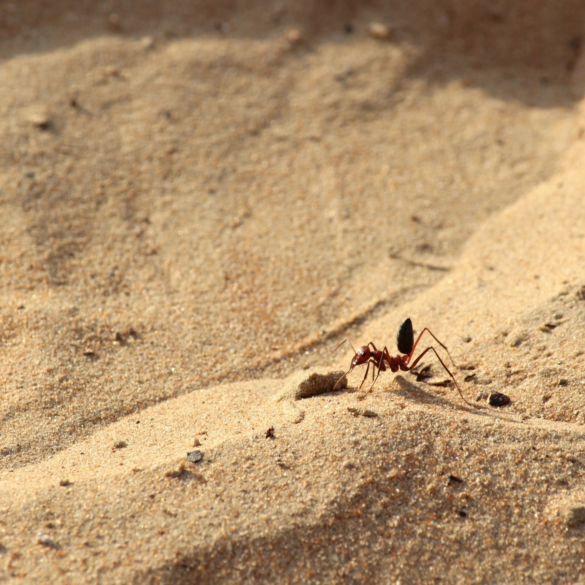 Cataglyphis urens
