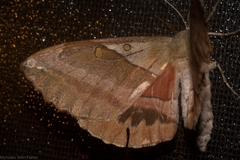 Chelepteryx chalepteryx