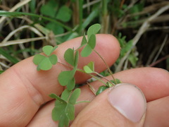 Oxalis chnoodes