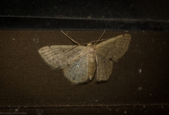 Idaea pilosata