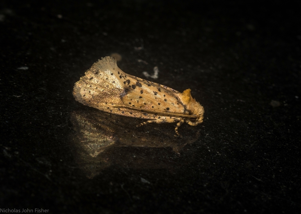 Azaleodes micronipha