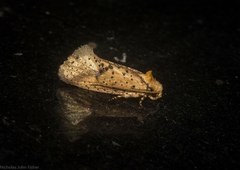 Azaleodes micronipha