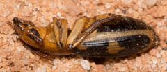 Pheropsophus