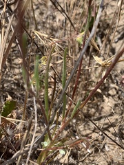 Chaenactis glabriuscula