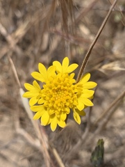 Chaenactis glabriuscula