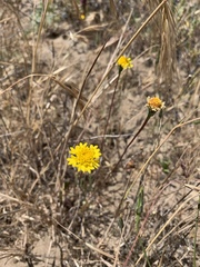 Chaenactis glabriuscula