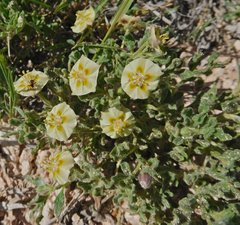 Chamaesaracha sordida