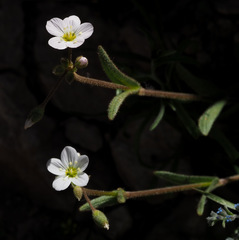 Holosteum glutinosum