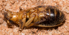 Pheropsophus