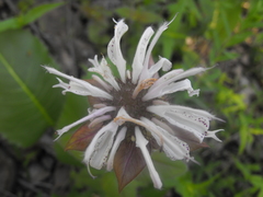 Monarda bradburiana
