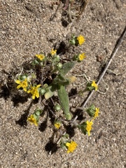 Eriophyllum multicaule