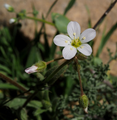 Holosteum glutinosum