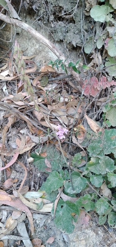 Image of Francoa appendiculata by (c) David Gutiérrez, some rights reserved (CC BY)