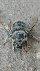 Xylocopa cantabrita