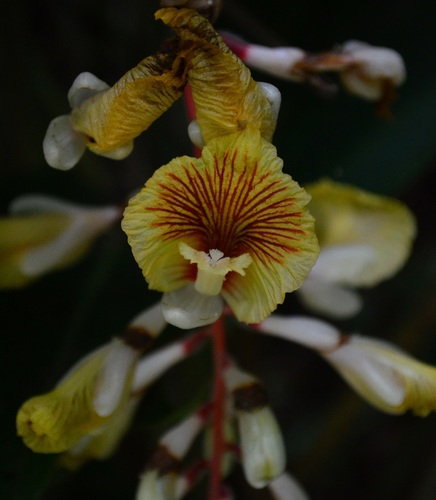 Alpinia petiolata · iNaturalist