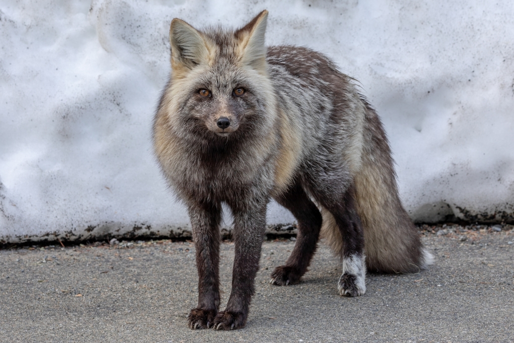 Cascade Fox