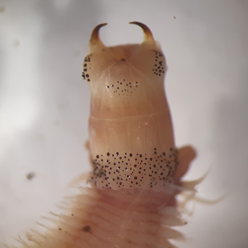 Neanthes acuminata