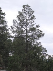 Pinus arizonica