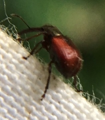 Tatianaerhynchites aequatus