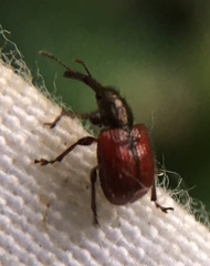 Tatianaerhynchites aequatus