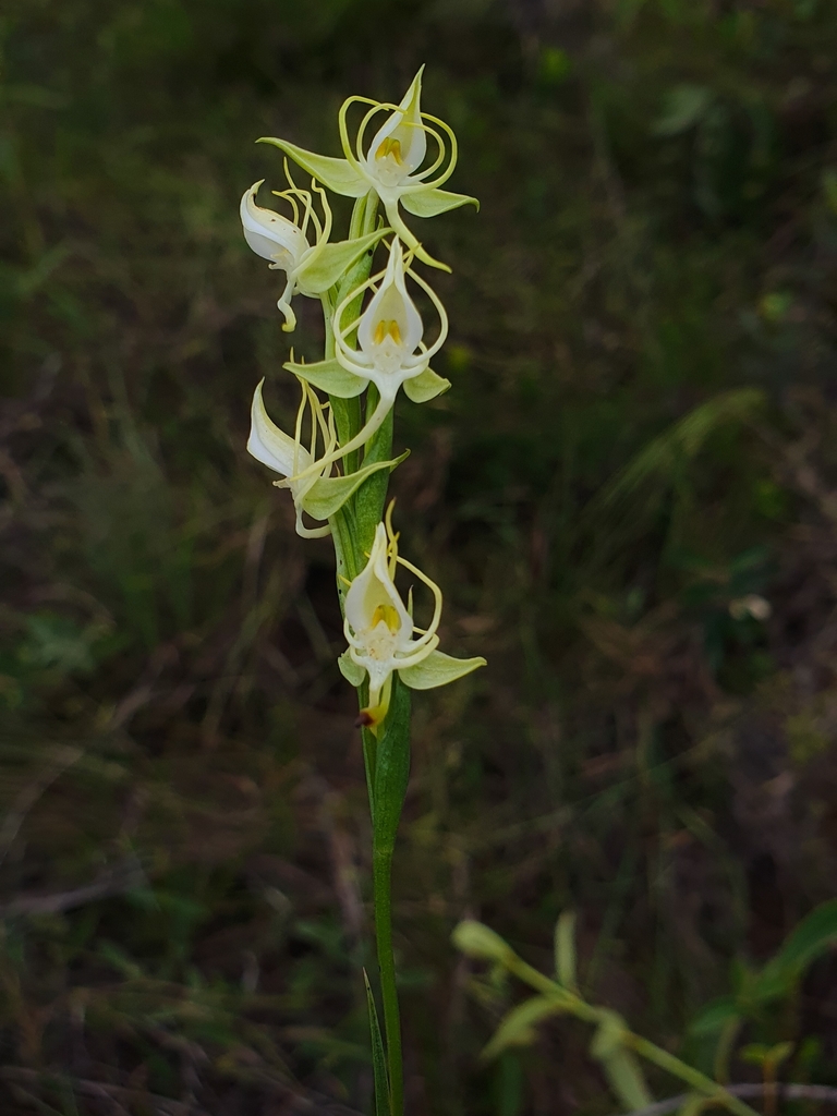 Habenaria lavrensis