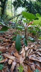 Ardisia squamulosa