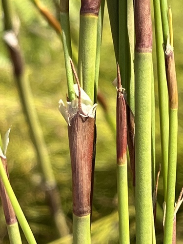 Fringebract Capereed (Restio multiflorus)