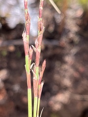 Restio multiflorus, photograph (c) Dave U, some rights reserved (CC BY-SA)