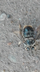 Xylocopa cantabrita