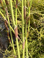 Restio multiflorus, photograph (c) Dave U, some rights reserved (CC BY-SA)