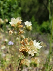 Phacelia malvifolia