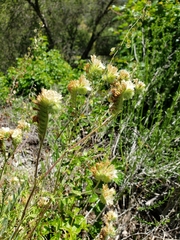 Phacelia malvifolia