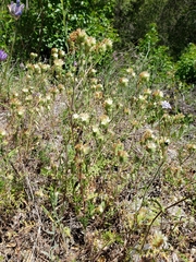 Phacelia malvifolia