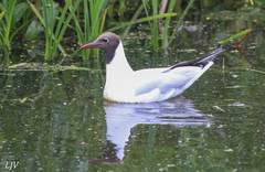 Chroicocephalus ridibundus