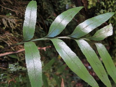 Asplenium lepidotum