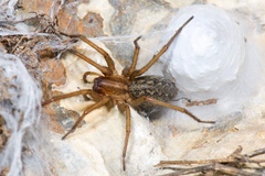 Eratigena agrestis