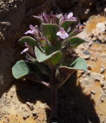 Clinopodium graveolens
