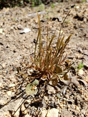 Claytonia parviflora