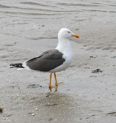 Larus fuscus