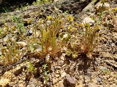 Claytonia parviflora