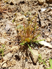 Claytonia parviflora