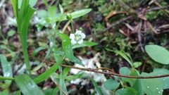 Moehringia