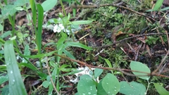 Moehringia