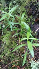 Moehringia