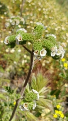 Phacelia lyonii