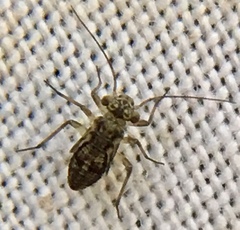 Mesopsocus