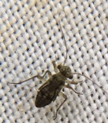 Mesopsocus